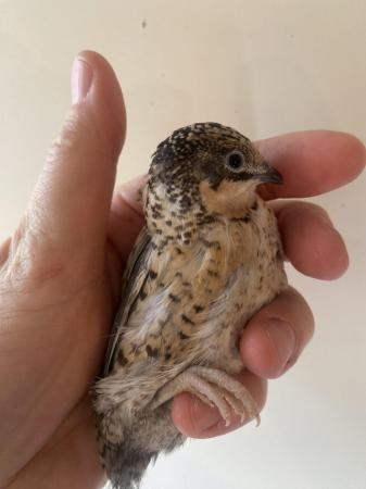 Image 10 of 12× Chinese Painted Quail (Button/King Quail) hatching eggs