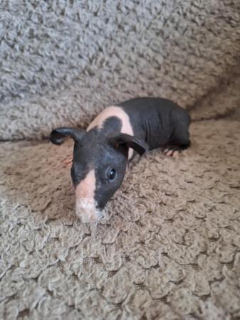 Image 5 of Skinny pig boars boys hairless guinea pigs