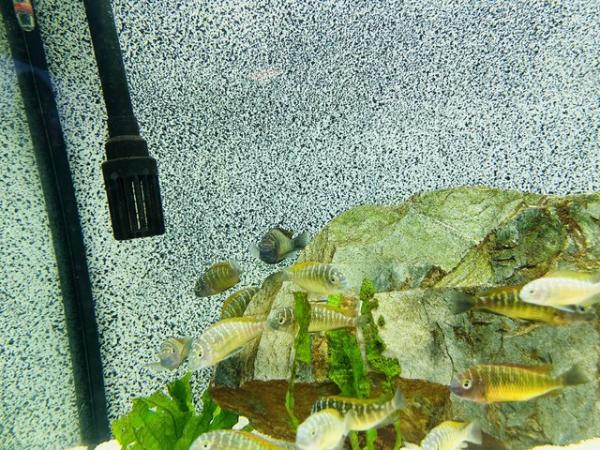 Image 2 of Tropheus ilangi Group African Cichlid Fish