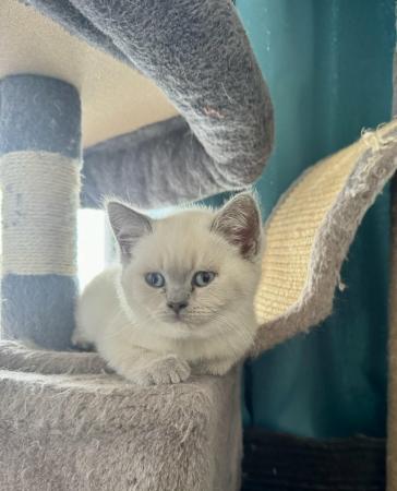Image 6 of British shorthair colourpoint lilac kittens