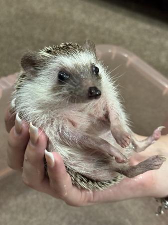 Image 14 of African Pygmy Hedgehog for sale with set up