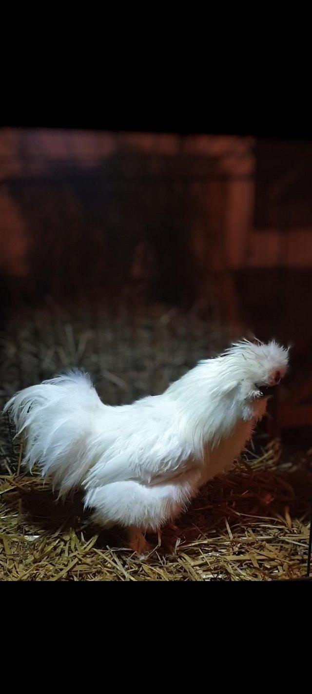 Preview of the first image of White Bearded Silkie Cockerel 6 months old.