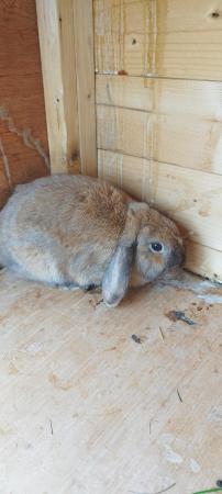 Image 2 of 8 month two Mini lop Female Rabbits