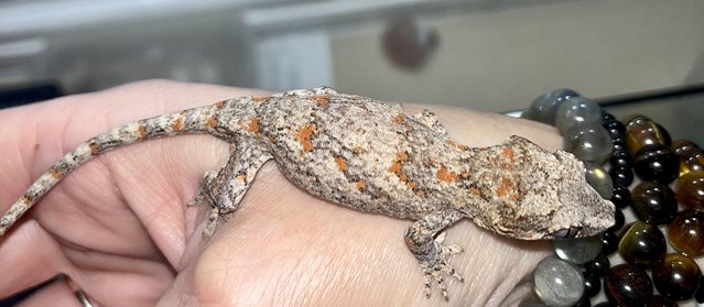 Image 3 of Male Orange Blotch gargoyle Gecko