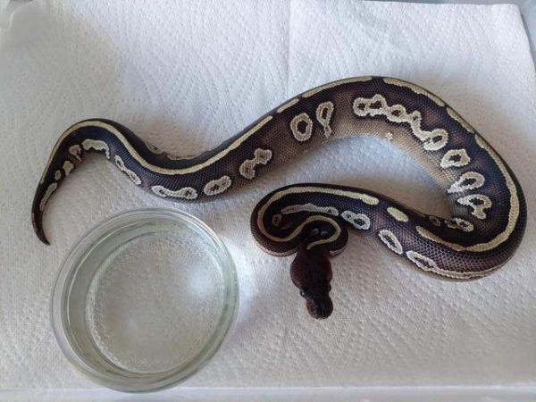 Image 3 of Lavander Albino Royal Python