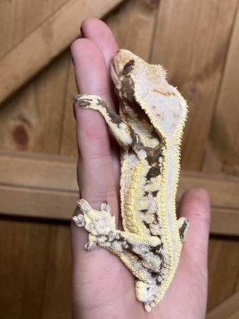 Image 6 of Male Lilly white crested gecko