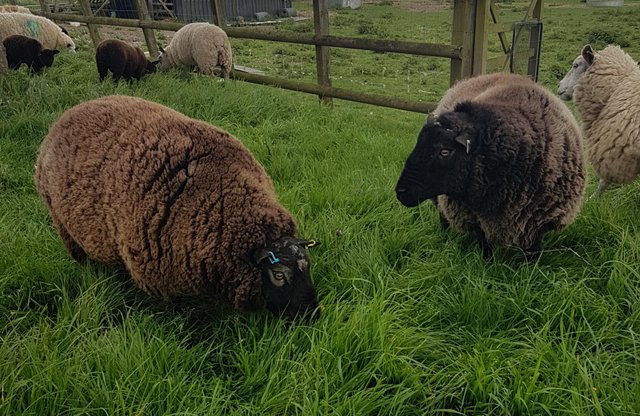 Image 3 of Two texel x rams for sale for breeding or pet