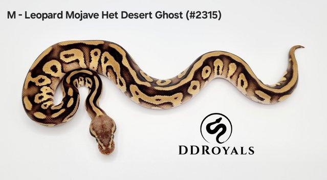Image 19 of Royal Pythons: Pieds, Desert Ghosts. ADULTS AND HATCHLINGS