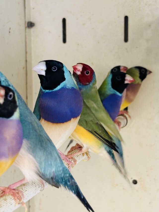 Preview of the first image of Gouldian finches available 2023 hatched.