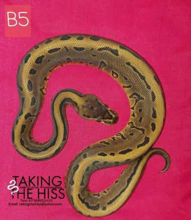 Image 4 of Royal python 2021 female (Enchi Leopard Pinstripe)