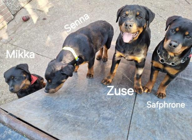 Image 25 of Rottweilerpuppies for sale mixed litter.