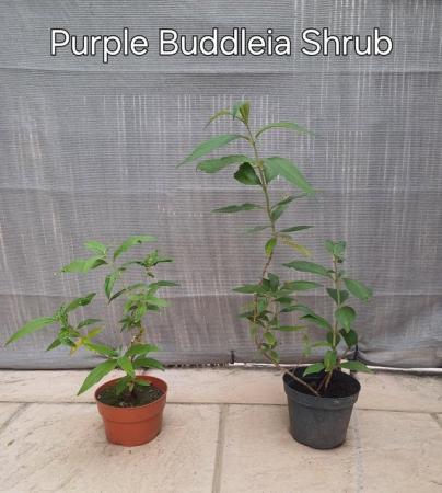 Image 1 of Buddleia shrubs, Mauve colour, attracts butterfly and bees