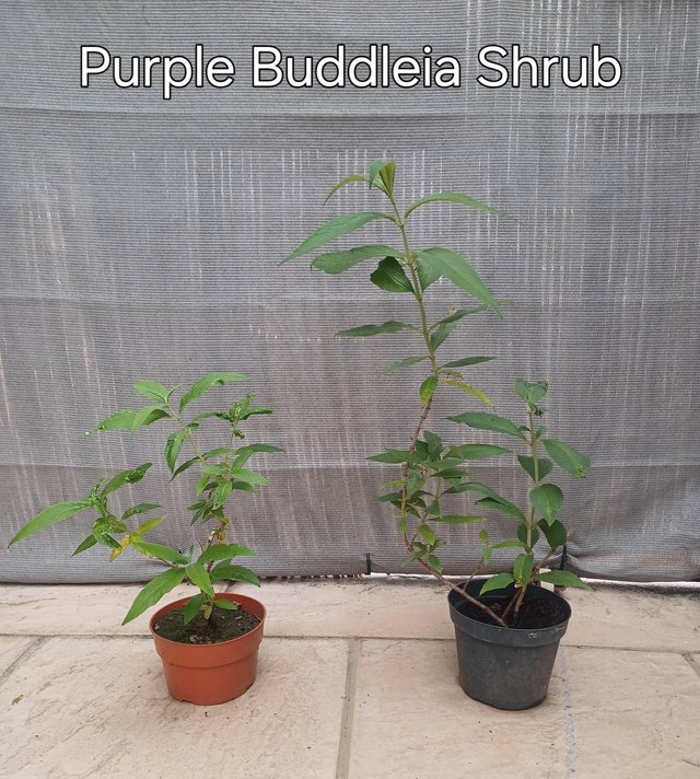 Preview of the first image of Buddleia shrubs, Mauve colour, attracts butterfly and bees.