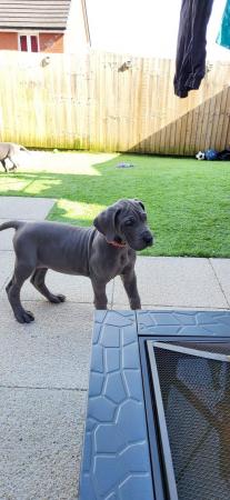 Image 22 of Adorable KC Blue Great Dane puppies READY NOW!!