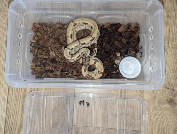 Image 4 of Baby Boas - tame and beautiful
