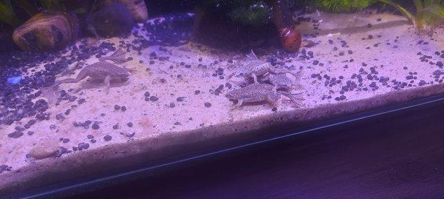 Image 6 of Fully aquatic african dwarf frogs