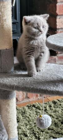 Image 15 of Gccf registered lilac British Shorthair kittens