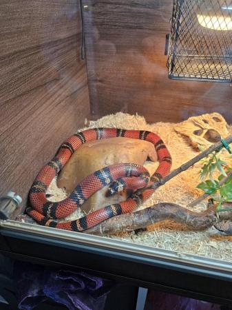 Image 10 of Four year old milk snake for sale with viv and contents
