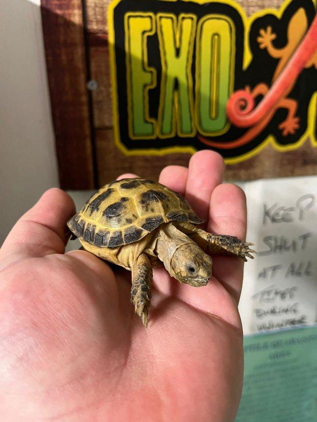 Preview of the first image of Baby Horsefield Tortoises At Urban Exotics.