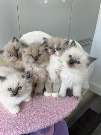 Image 8 of Male Ragoll Kittens- ready for homes on 20th May