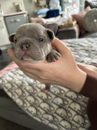 Image 38 of French bulldog Puppys quality litter PP avail