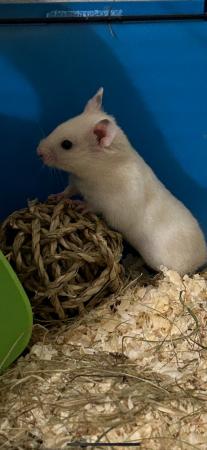 Image 2 of Gorgeous male hamster with cage