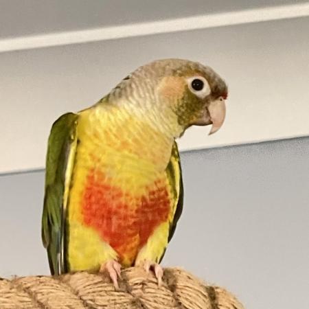 Image 4 of Young pineapple conure parrot green cheek conure ready now