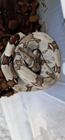 Image 1 of Guyana red tail boa constrictors cb23