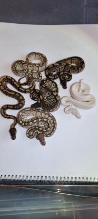 Image 5 of BEL, Lesser, Mojave, Wild type royal pythons for sale