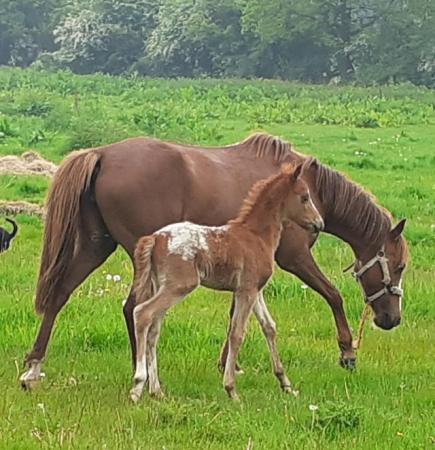 Image 2 of Fully registered British Spotted Pony colt