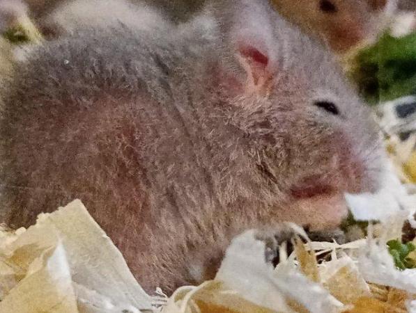 Image 2 of African Soft Fur rats (ASF) multimates
