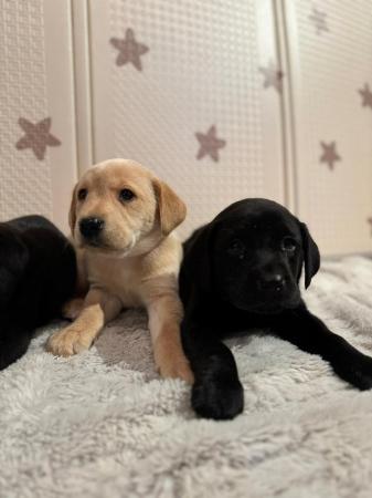 Image 9 of !!READY NOW!! KC Labrador puppies