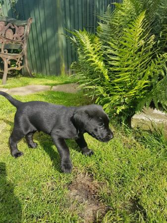 Image 2 of EXCELLENT KC Registered Labrador puppies
