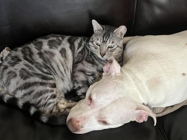 Image 5 of Adult bengal cats for sale