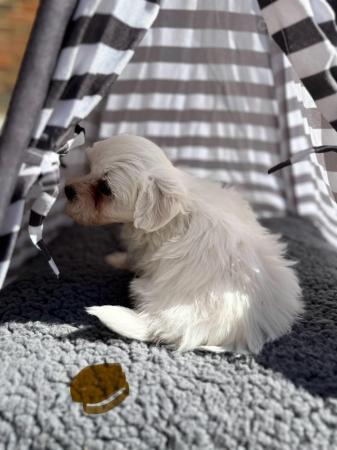Image 5 of 2 boy Maltese pups for sale