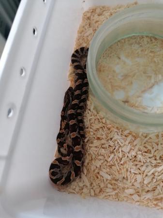 Image 2 of 6 corn snake hatchlings ready to leave now.