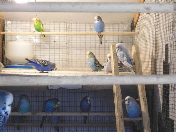 Image 4 of Budgies For Sale. Ideal Pets (Friendly) + Suit for Aviaries