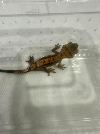 Image 10 of Crested gecko babies available now