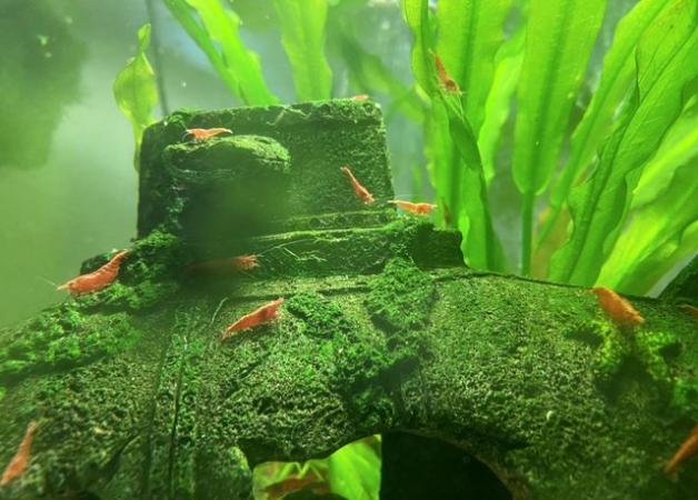 Image 3 of 24 Red Cherry Shrimp only £20