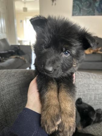 Image 5 of **German Shepherd Puppy reduced to £650**