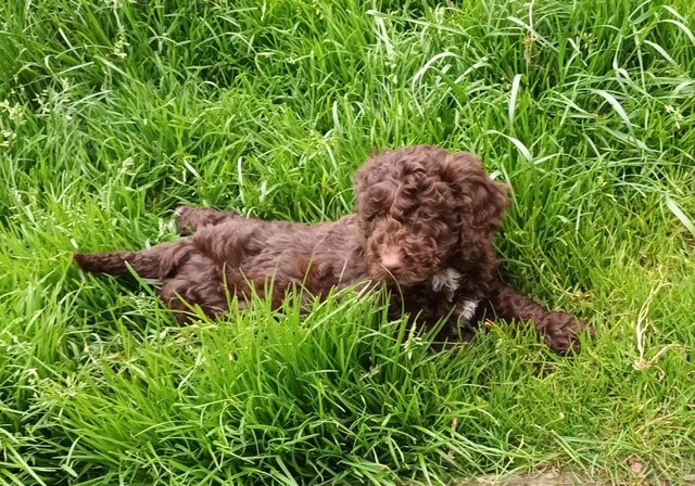 Image 2 of F1b SHOW TYPE COCKAPOO GIRLS FROM 5* LICENCED BREEDER.