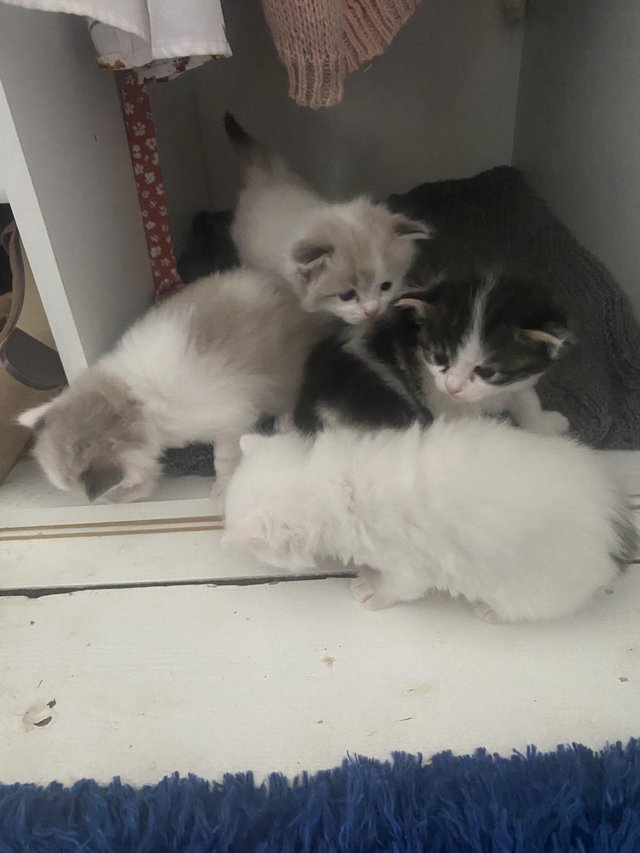 Preview of the first image of Ragdoll Maine coon cross kittens.