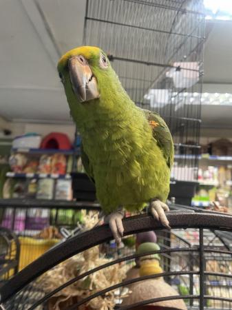 Image 5 of 9 month old Amazon yellow crowned parrot