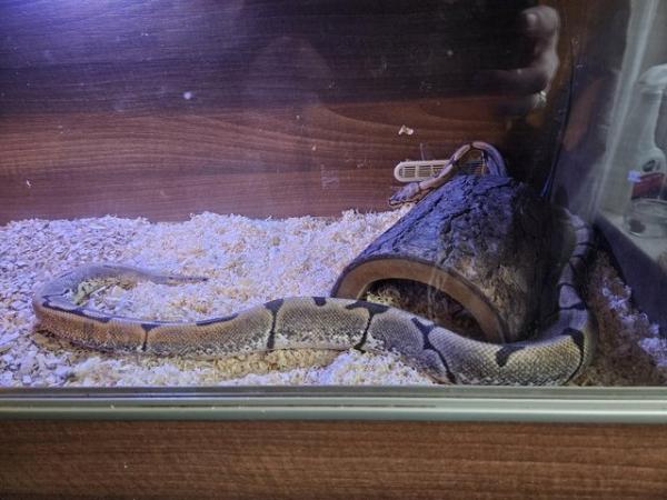 Image 2 of Spiderball python rehoming
