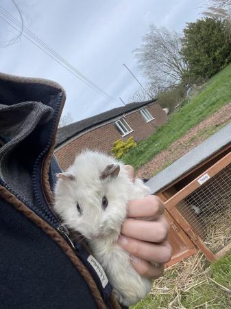 Image 2 of White male guinea pig for sale