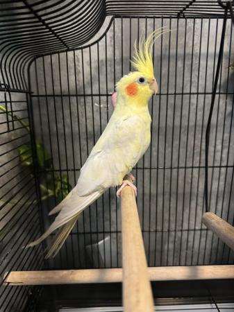 Image 1 of Male Lutino cockatiel with cage