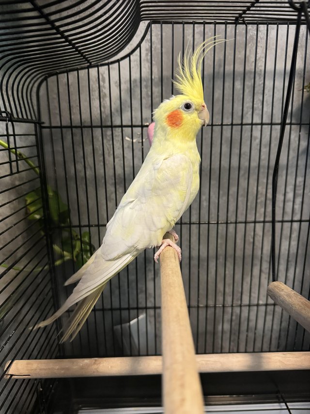 Preview of the first image of Male Lutino cockatiel with cage.