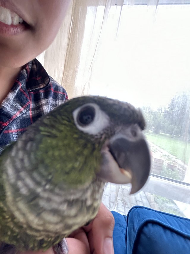 Preview of the first image of 9 weeks old baby conure for sale.