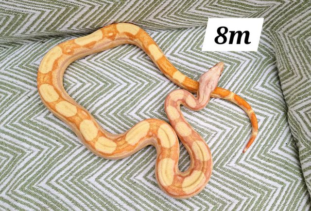 Image 1 of sunglow roswell ladder tail boa constrictor 8m