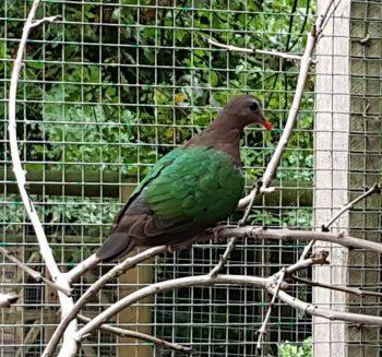 Image 2 of Emerald Doves - Ornamental Aviary Birds - Softbills Pigeons